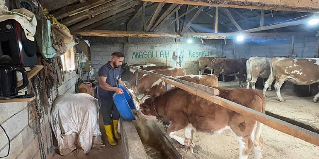 İstanbul’u bırakıp Giresun’a yerleştiler, kendi mandıralarını kurdular! 5 hayvan sayısı şimdi 40’a ulaştı: Üretim onlarla arttı 5